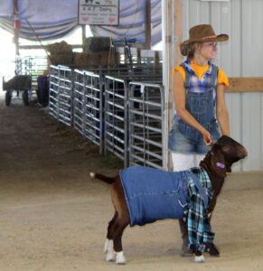 4-H goats take home prizes at Boone County Fair