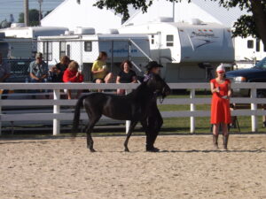 Horse show 3