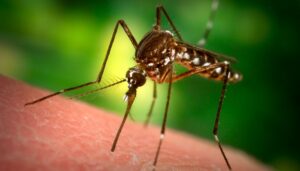 Health Department reports first West Nile Virus positive mosquito batch in Boone County