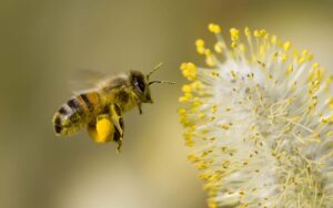 Differentiating endangered honeybees from other bees