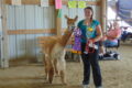 ANNE EICKSTADT PHOTO Belvidere Daily Republican
	During the second year of alpacas showing in Boone County (and the State of Illinois), Emily Johnson handling Jelly the alpaca won the Grand Prize.