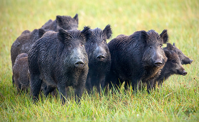 Byron Forest Preserve to offer ‘Keeping Feral Swine out of Illinois’ Zoom lecture
