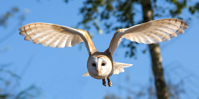 Durand Library presents ‘Owls: the Stuff of Legends and Myths’