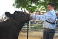 SUBMITTED PHOTO Tempo
	Cooper Alderks, of Carefree 4-H Club, showing his steer at the Master Showmanship Contest on Aug. 3 during the Ogle County Fair. Alderks went on to win the Senior Division. He represented Ogle County at the Illinois State Fair on Aug. 9.