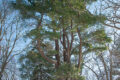 PHOTO COURTESY OF CHRISTOPHER REISETTER The Herald
The Eastern White Pine at Phillips Cemetery in Rockton is considered the largest of its kind in Illinois and will be listed on the Illinois Big Tree Register. This one is NIL’s Tree of the Month for February 2025.