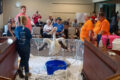 SUBMITTED PHOTO The Herald
	The 5th Annual Rockton Pelican Fest will take place on Saturday, May 17. There will be many activities and demonstrations throughout the day, including “Hoo” Haven at 10 a.m. with their live American White Pelican.