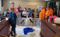 SUBMITTED PHOTO The Herald
	The 5th Annual Rockton Pelican Fest will take place on Saturday, May 17. There will be many activities and demonstrations throughout the day, including “Hoo” Haven at 10 a.m. with their live American White Pelican.